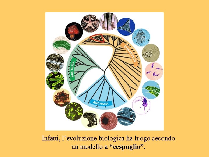 Infatti, l’evoluzione biologica ha luogo secondo un modello a “cespuglio”. 