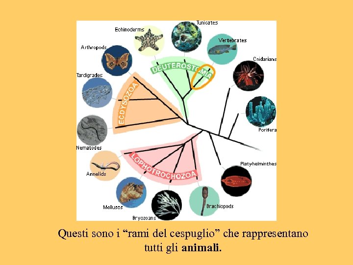 Questi sono i “rami del cespuglio” che rappresentano tutti gli animali. 