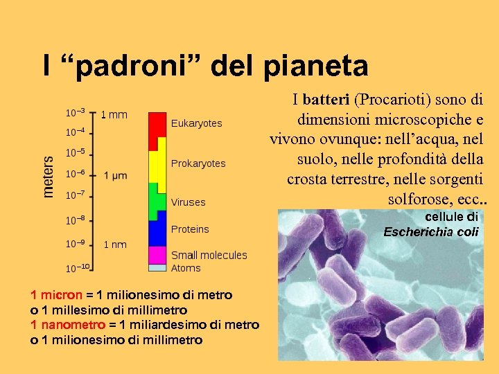 I “padroni” del pianeta I batteri (Procarioti) sono di dimensioni microscopiche e vivono ovunque: