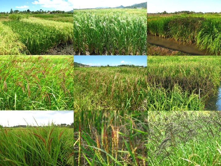 13 August 2012 rice breeding course 3 