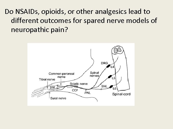 Do NSAIDs, opioids, or other analgesics lead to different outcomes for spared nerve models