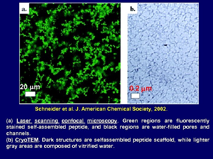 20 mm 0. 2 mm Schneider et al. J. American Chemical Society, 2002. (a)