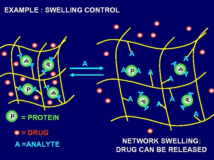 EXAMPLE : SWELLING CONTROL P A = PROTEIN A A A P A PA
