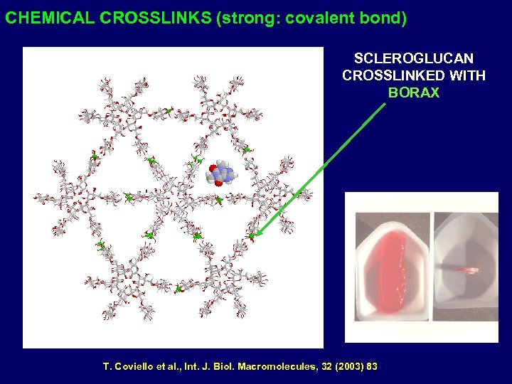 CHEMICAL CROSSLINKS (strong: covalent bond) SCLEROGLUCAN CROSSLINKED WITH BORAX T. Coviello et al. ,