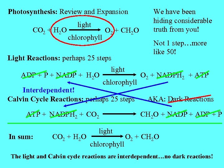 Photosynthesis: Review and Expansion CO 2 + H 2 O light chlorophyll O 2