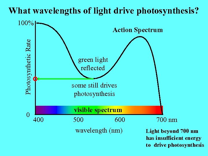 What wavelengths of light drive photosynthesis? Photosynthetic Rate 100% 0 Action Spectrum green light