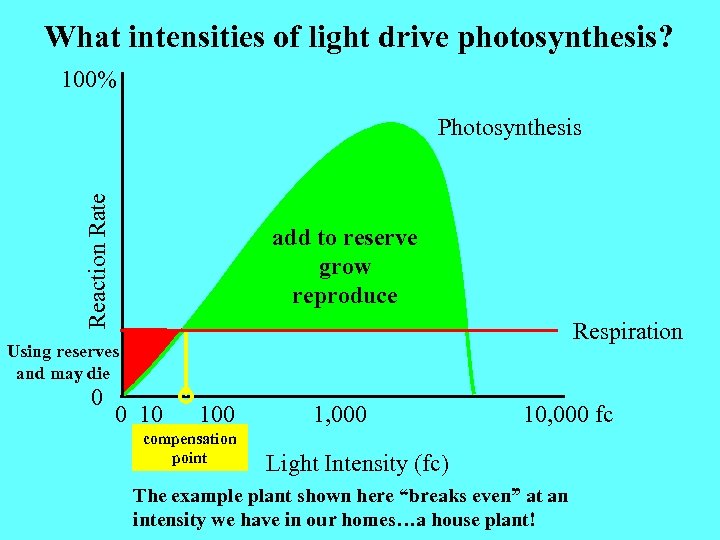 What intensities of light drive photosynthesis? 100% Reaction Rate Photosynthesis add to reserve grow