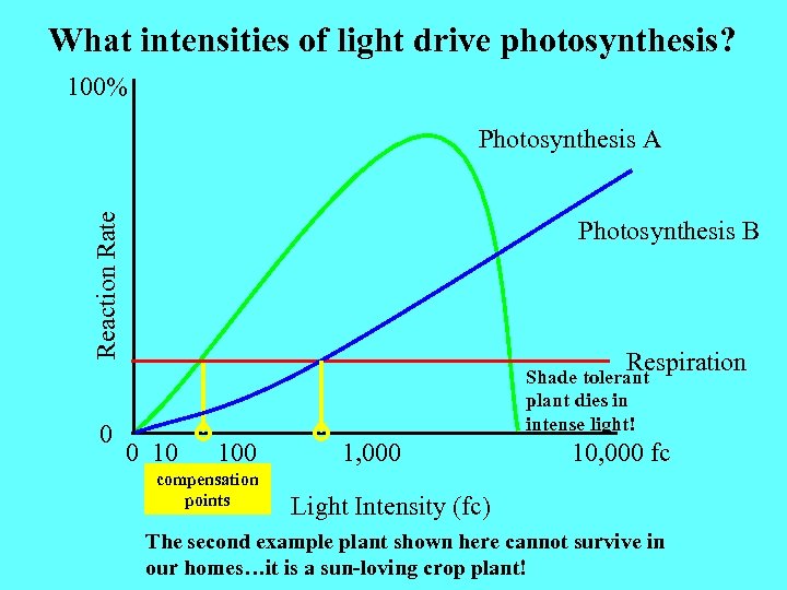 What intensities of light drive photosynthesis? 100% Reaction Rate Photosynthesis A 0 Photosynthesis B