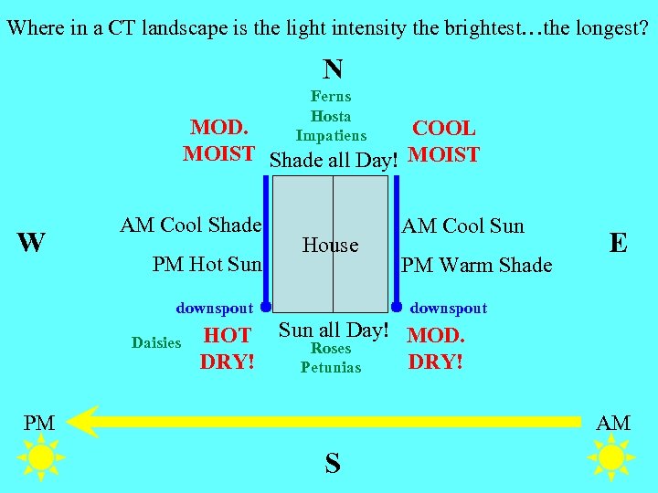 Where in a CT landscape is the light intensity the brightest…the longest? N Ferns