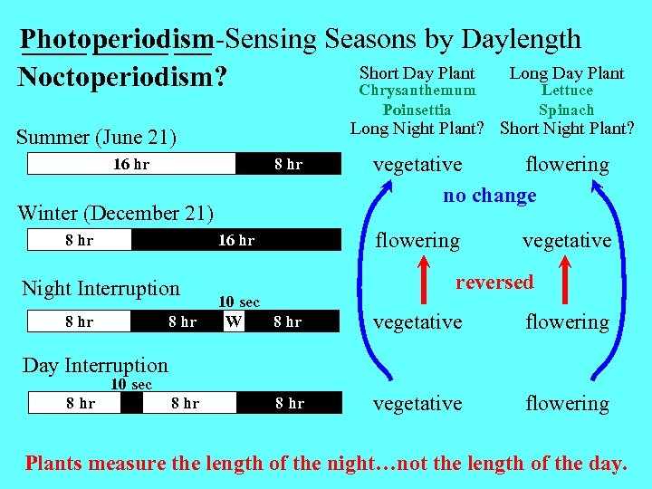 Photoperiodism-Sensing Seasons by Daylength Short Day Plant Long Day Plant Noctoperiodism? Chrysanthemum Lettuce Poinsettia