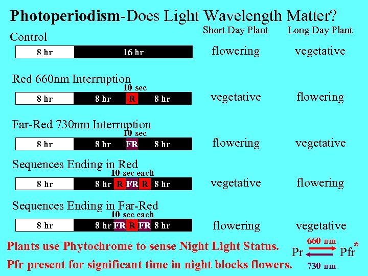 Photoperiodism-Does Light Wavelength Matter? Short Day Plant Control 8 hr 16 hr Long Day