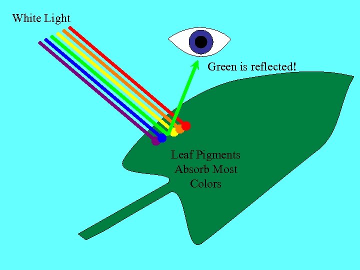 White Light Green is reflected! Leaf Pigments Absorb Most Colors 