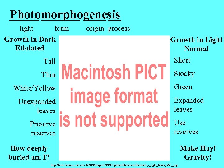 Photomorphogenesis light form Growth in Dark Etiolated origin process Growth in Light Normal Tall