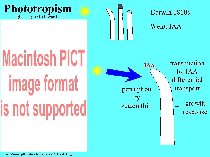 Phototropism light growth toward act Darwin 1860 s Went: IAA IAA perception by zeaxanthin