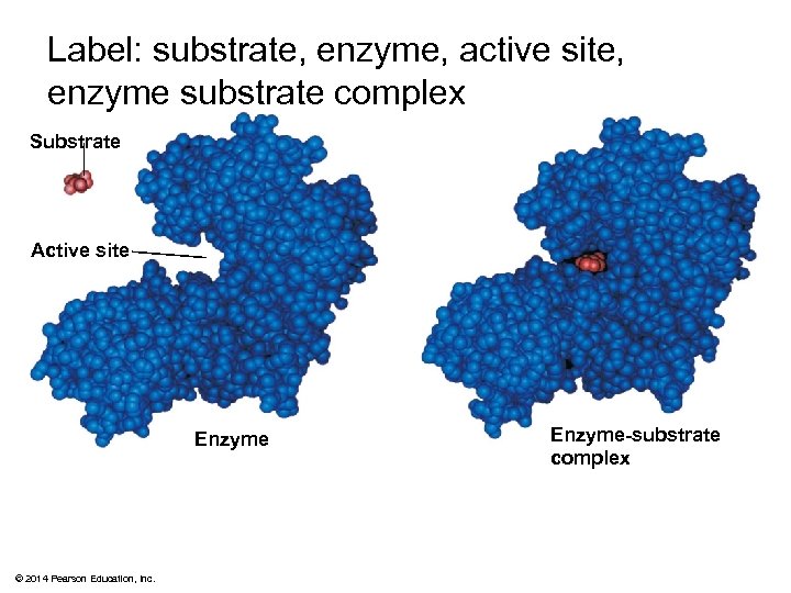 Label: substrate, enzyme, active site, enzyme substrate complex Substrate Active site Enzyme © 2014