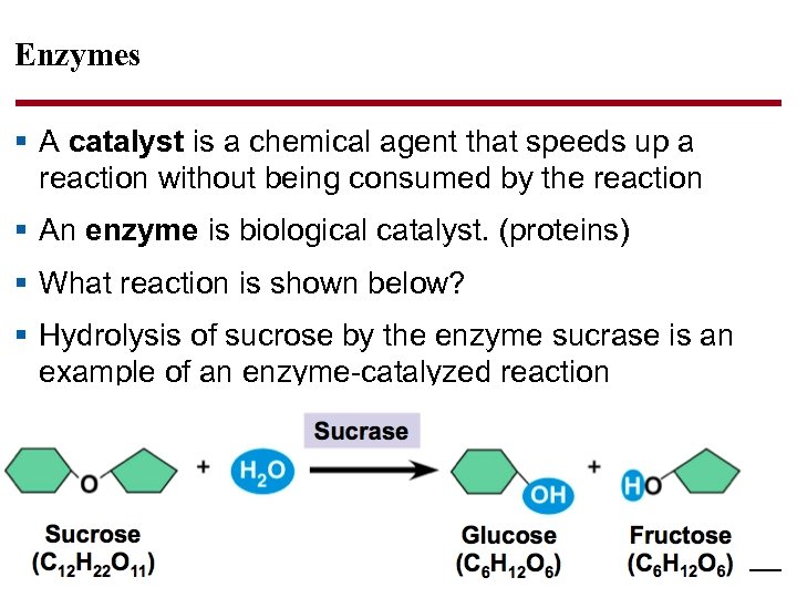 Enzymes § A catalyst is a chemical agent that speeds up a reaction without