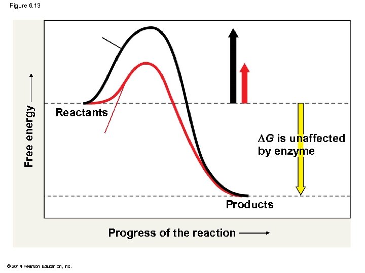 Free energy Figure 6. 13 Reactants G is unaffected by enzyme Products Progress of