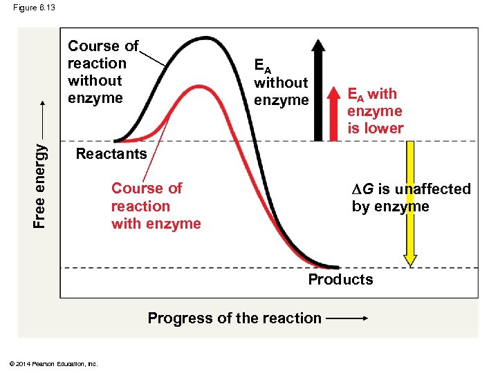 Figure 6. 13 Free energy Course of reaction without enzyme EA with enzyme is