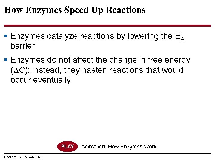 How Enzymes Speed Up Reactions § Enzymes catalyze reactions by lowering the EA barrier