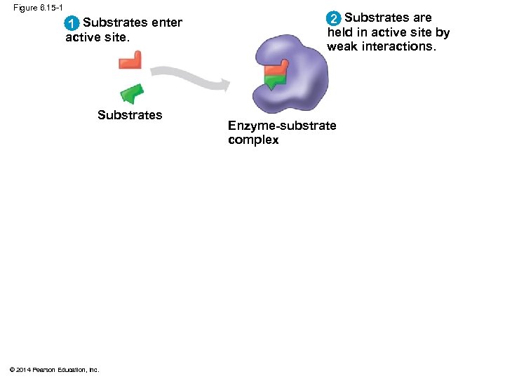 Figure 6. 15 -1 1 Substrates enter active site. Substrates © 2014 Pearson Education,