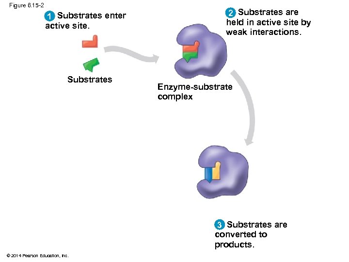 Figure 6. 15 -2 1 Substrates enter active site. Substrates 2 Substrates are held