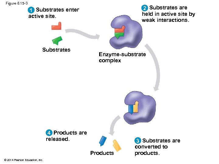 Figure 6. 15 -3 2 Substrates are held in active site by weak interactions.