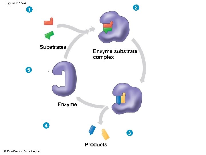 Figure 6. 15 -4 2 1 Substrates Enzyme-substrate complex . 5 Enzyme . 4