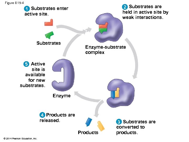 Figure 6. 15 -4 2 Substrates are held in active site by weak interactions.