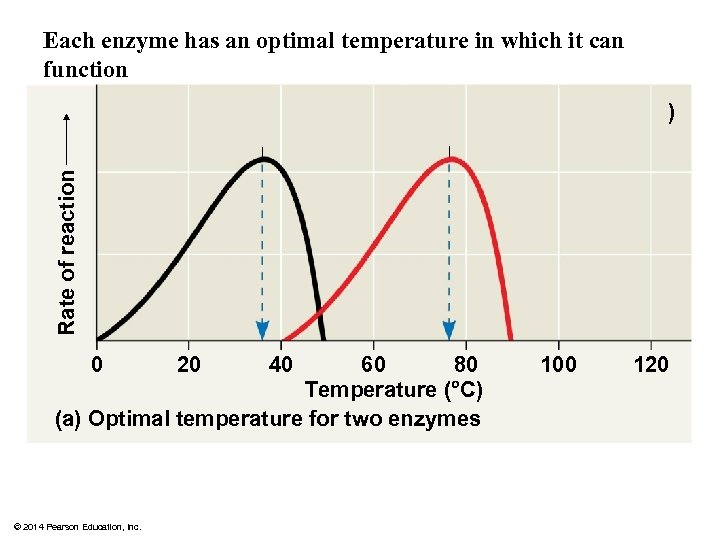 Each enzyme has an optimal temperature in which it can function Rate of reaction