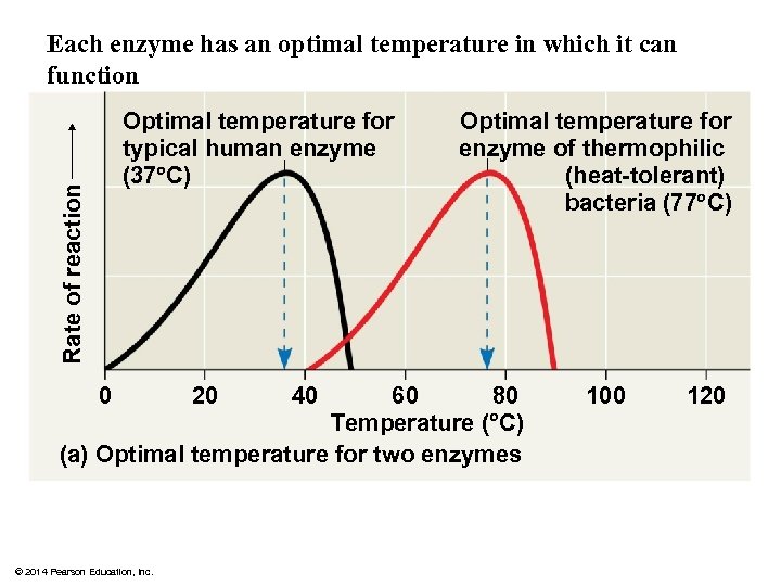 Each enzyme has an optimal temperature in which it can function Rate of reaction