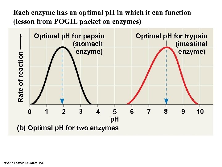 Each enzyme has an optimal p. H in which it can function (lesson from