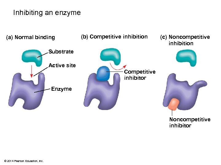 Inhibiting an enzyme (a) Normal binding (b) Competitive inhibition (c) Noncompetitive inhibition Substrate Active