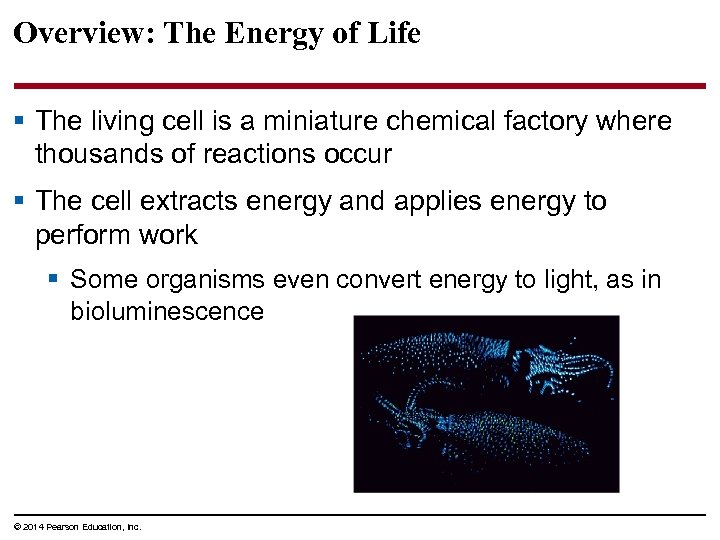 Overview: The Energy of Life § The living cell is a miniature chemical factory