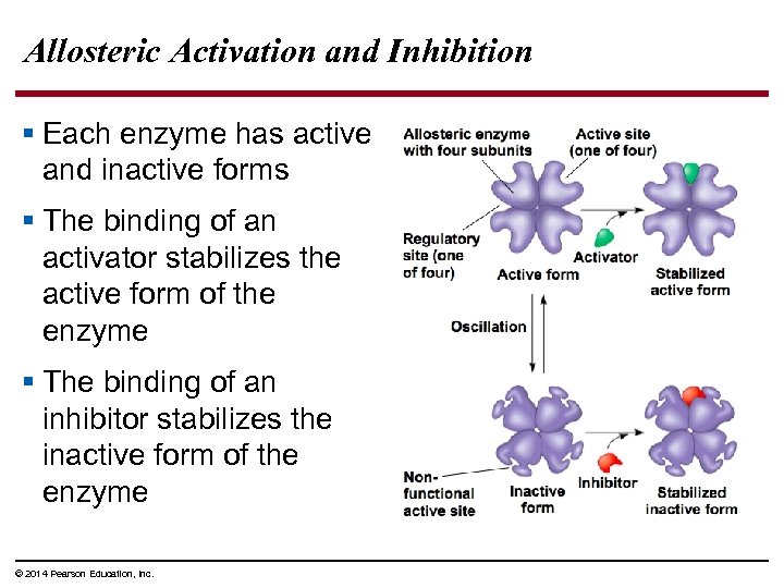 Allosteric Activation and Inhibition § Each enzyme has active and inactive forms § The