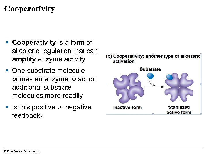 Cooperativity § Cooperativity is a form of allosteric regulation that can amplify enzyme activity