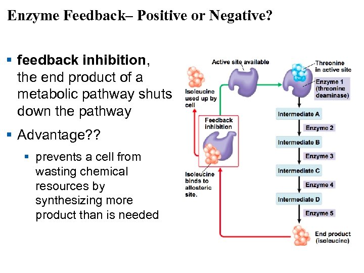 Enzyme Feedback– Positive or Negative? § feedback inhibition, the end product of a metabolic