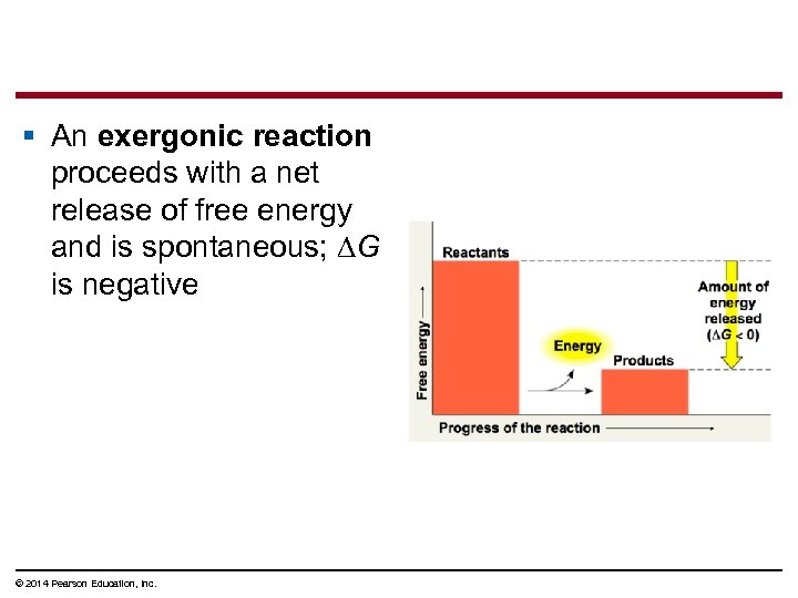 § An exergonic reaction proceeds with a net release of free energy and is