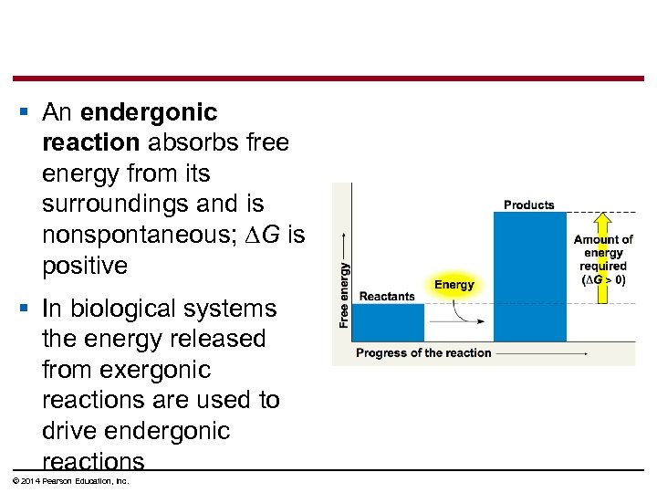 § An endergonic reaction absorbs free energy from its surroundings and is nonspontaneous; ∆G