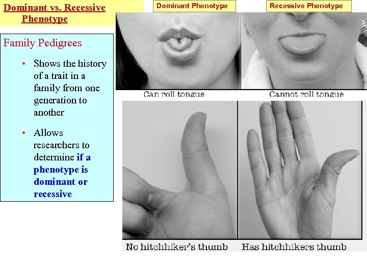 Dominant vs. Recessive Phenotype Family Pedigrees • Shows the history of a trait in