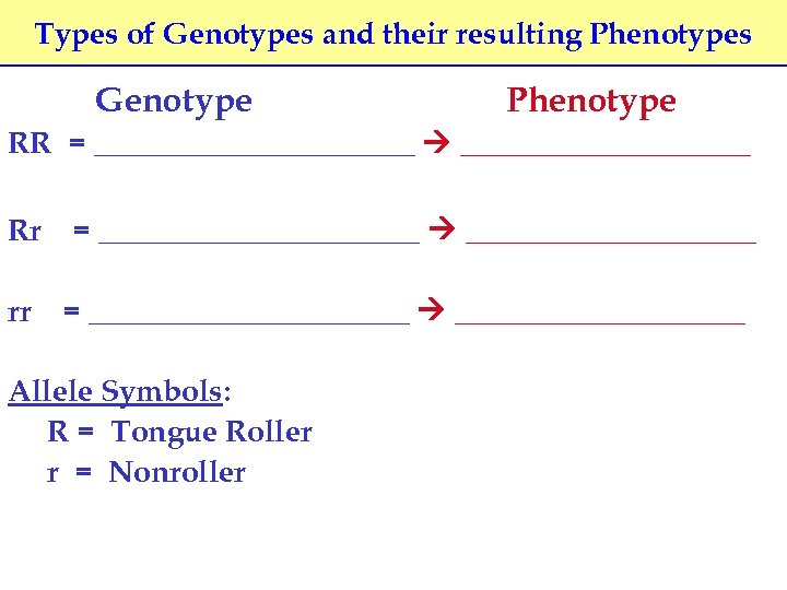 Types of Genotypes and their resulting Phenotypes Genotype Phenotype RR = ___________ Rr =