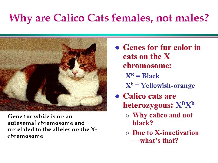 Why are Calico Cats females, not males? l Genes for fur color in cats
