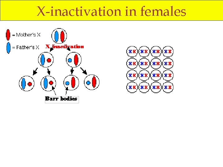 X-inactivation in females 
