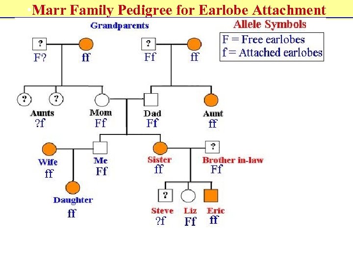  • Marr Family Pedigree for Earlobe Attachment 