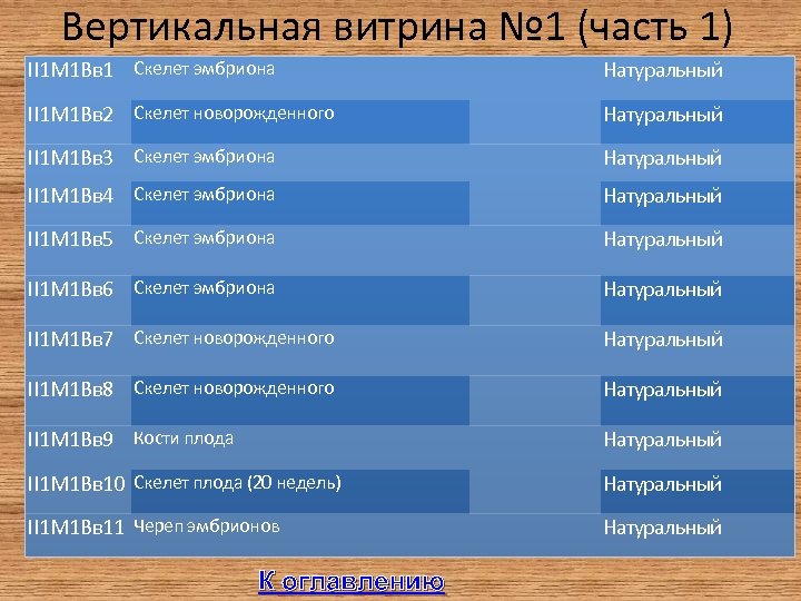 Вертикальная витрина № 1 (часть 1) II 1 М 1 Вв 1 Скелет эмбриона