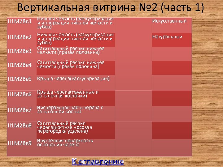Вертикальная витрина № 2 (часть 1) II 1 М 2 Вв 1 Нижняя челюсть