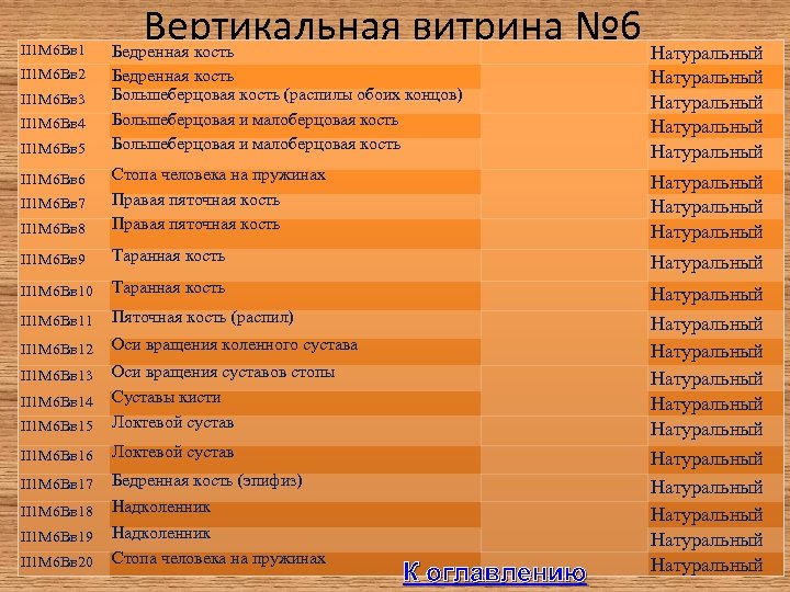 II 1 М 6 Вв 1 Вертикальная витрина № 6 Натуральный Бедренная кость Большеберцовая