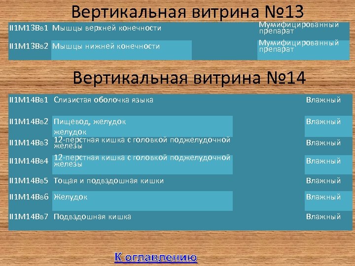 Вертикальная витрина № 13 Мумифицированный II 1 М 13 Вв 1 Мышцы верхней конечности