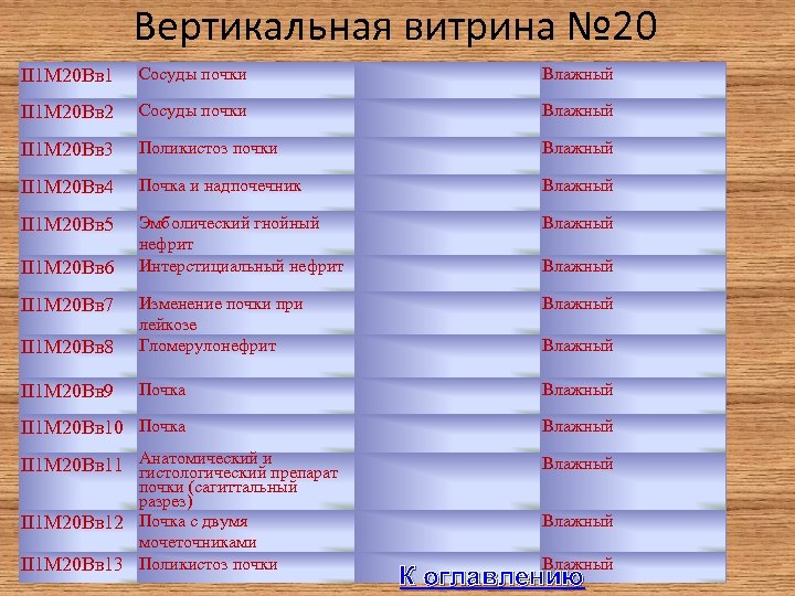 Вертикальная витрина № 20 II 1 М 20 Вв 1 Сосуды почки Влажный II