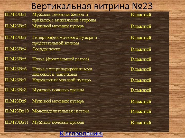 II 1 М 23 Вв 1 Вертикальная витрина № 23 Мужская семенная железа и