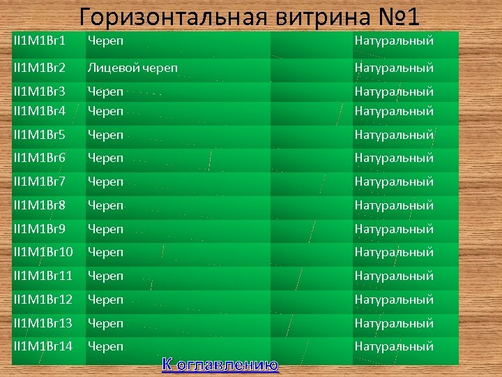 II 1 М 1 Вг 1 Горизонтальная витрина № 1 Череп Натуральный II 1